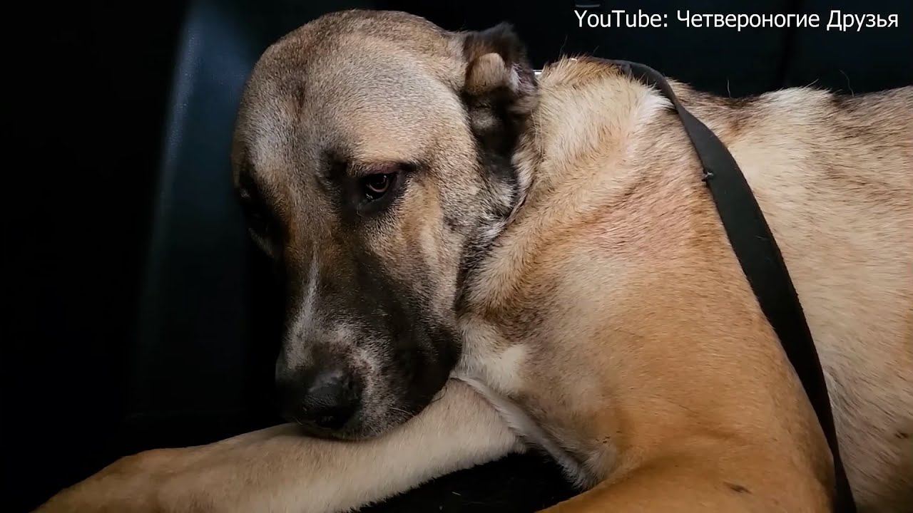 КРИК О ПОМОЩИ! От Фреди отказались хозяева, он нуждается в доме, откликнитесь прошу. смотреть онлайн