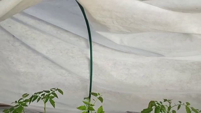 #366ЗМЕЯ ВО ДВОРЕ/ЗАКОНЧИЛИ ЗАБОР