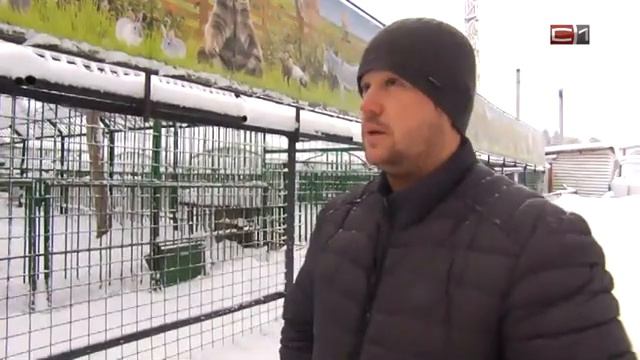 Где в Сургуте посмотреть на живой символ года и как ему живется на севере смотреть онлайн