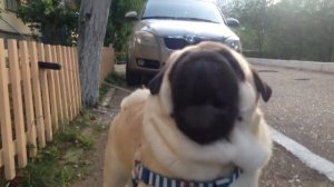 Мопс гавкает