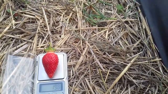 03 06 2021 Клубника сорт Флер смотреть онлайн