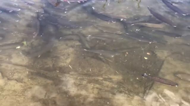 "РЫБАЛКА" - 22 АВГУСТА - ВУОКСА - ЛЕНИНГРАДСКАЯ ОБЛАСТЬ смотреть онлайн