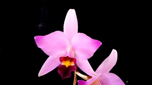laelia anceps subespecie dawsonii forma chilapensis. смотреть онлайн