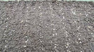 ЛЕВКОЙ МАХРОВЫЙ.В апреле вырываем сеянцы,которые не дадут махровые цветы.!!