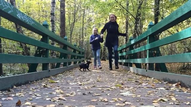 СОня дог)), цвергпинчер смотреть онлайн