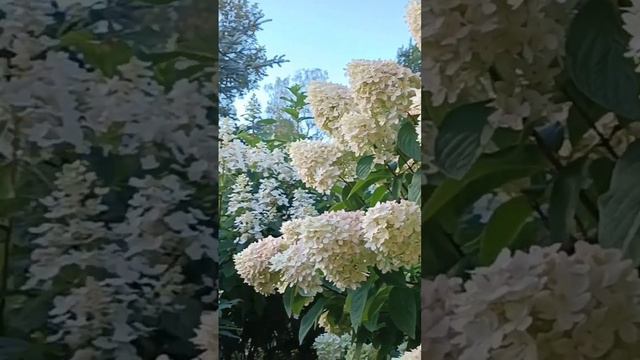 Метельчатые гортензии Грандифлора и Юник#гортензии#грандифлора#юник#лето в саду смотреть онлайн