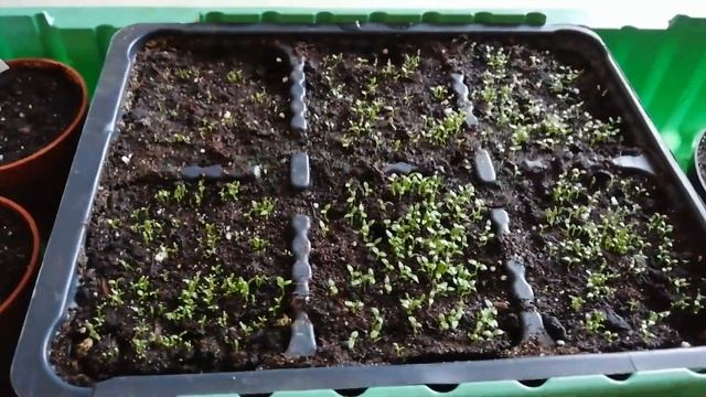 Эустома из своих семян. Всходы. смотреть онлайн