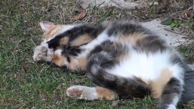 Кошка на отдыхе на даче смотреть онлайн