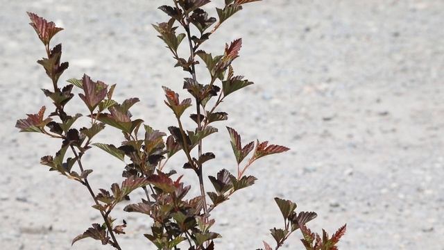 Pęchęrznica Kalinolistna 'Andre' - Physocarpus opulifolius | Krzew na Żywopłot Liściasty смотреть онлайн