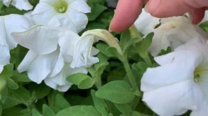 Как правильно удалить отцветшие ЦВЕТЫ ПЕТУНИИ?Как заставить петунию цвести обильнее.ВОПРОСЫ.ОТВЕТЫ.