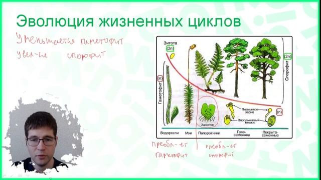 Тема №13: Эволюция систем растений смотреть онлайн