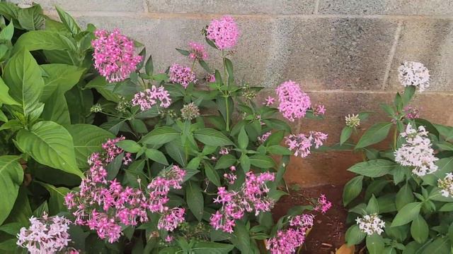 Best Flowering Plant for Butterfly Garden ( Pentas ) смотреть онлайн