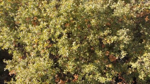 #14. Летаю Где Хочу. Древний дуб в парке "Олимпик" в Воронеже смотреть онлайн