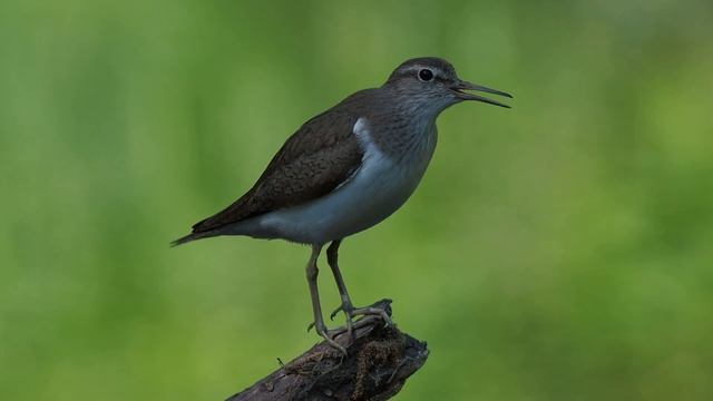 Кулик-перевозчик смотреть онлайн