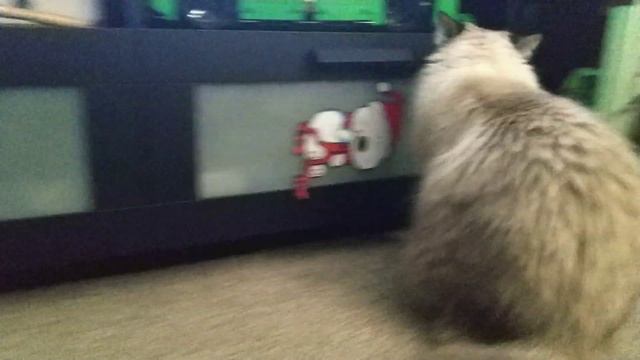 У кота свои порядки / Невская маскарадная порода смотреть онлайн