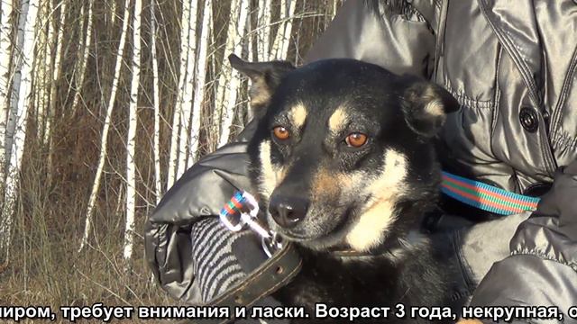 Ногинский приют. Бетта. смотреть онлайн