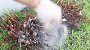 Как правильно разделить и пересадить кусты пионов?