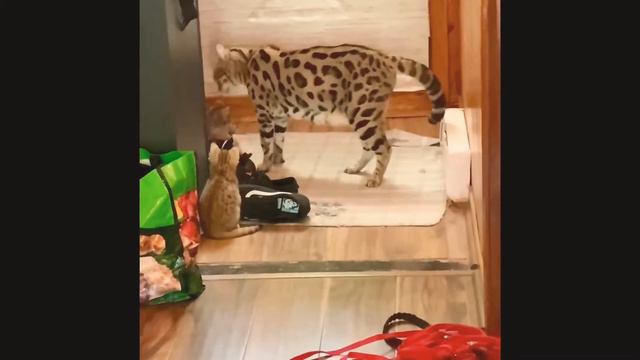 F1 Savannah Cat смотреть онлайн