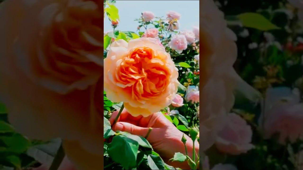 Роза Голден Селебрейшен Golden Celebration смотреть онлайн