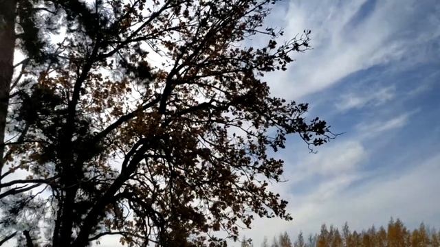 Осеннее дерево на ветру (футаж без АП)