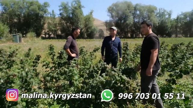 Полька эмес ПОЛАНА МАЛИНА сын бизнес кылган ага ини. Ыссык-Кол, Талды-Суу. смотреть онлайн