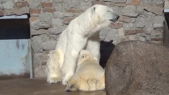 Uslada nurses Lomonosov at Leningrad Zoo, in Saint Petersburg, Russia смотреть онлайн