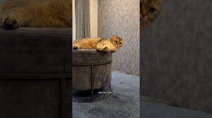 Пушистый влог Гуччи🐈