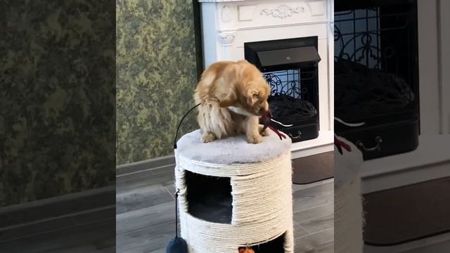 Котёнок Мейн-кун 5 месяцев