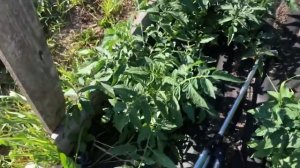 Юлия Миняева: обзор огорода. Показываю клубнику, томаты, огурцы в теплице.