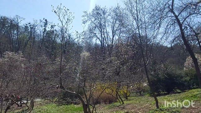 Цветут магнолии в Киеве. Ботанический сад Фомина. 15.04.2022. смотреть онлайн