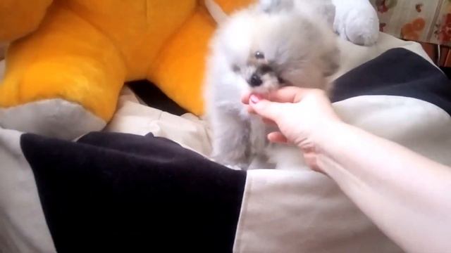 Пупсик настоящий мишка. смотреть онлайн