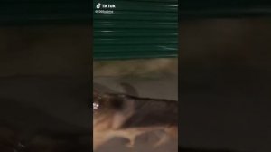 Немецкие овчарки в тик ток