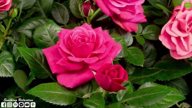 Самая красивая мелодия в мире ? Божественная музыка для отдыха, медитации и спокойного Сна #relax смотреть онлайн