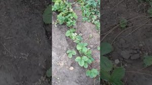 Клубника сорт искушение.