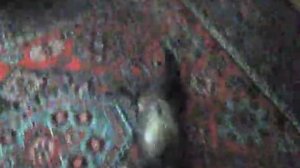 "Домашняя куница (Сонька)"