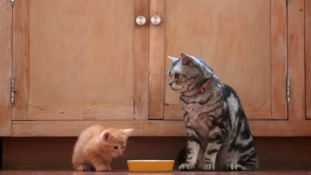 Dear Kitten смотреть онлайн