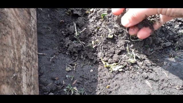 Посадка слишком пророщенных семян огурцов в открытый грунт. смотреть онлайн