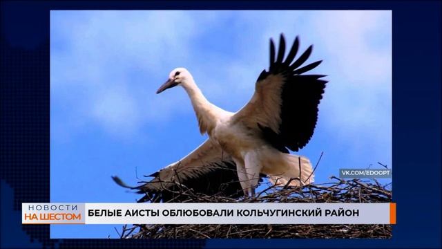 Белые аисты облюбовали Кольчугинский район смотреть онлайн