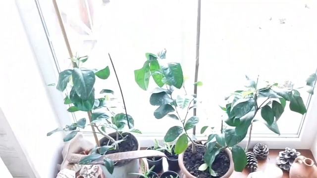 Цитрусовые в домашних условиях. Лимон "турецкий" смотреть онлайн