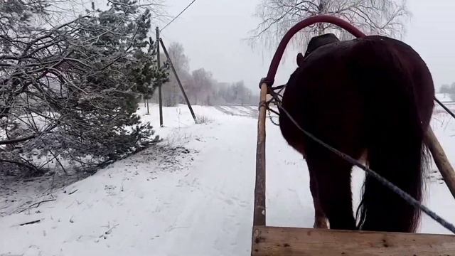 Жир и покой – худшие лошадиные враги. life in the village #влог#жизньвдеревне#латвия смотреть онлайн