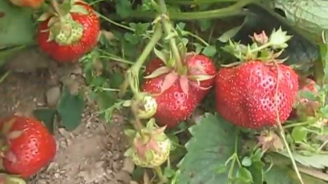 Камрад победитель-крупноплодный сорт клубники . смотреть онлайн
