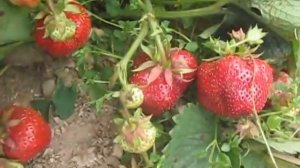 Камрад победитель-крупноплодный сорт клубники .