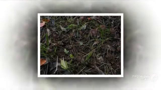 Psathyrella bipellis - fungi kingdom смотреть онлайн