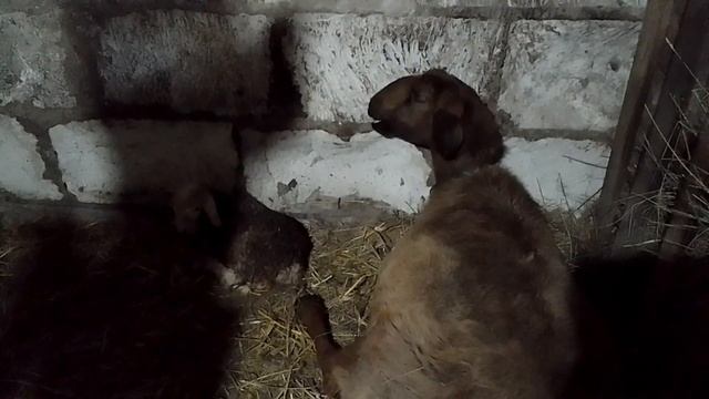 Окотилась овца//Кощеевский хуторок. смотреть онлайн