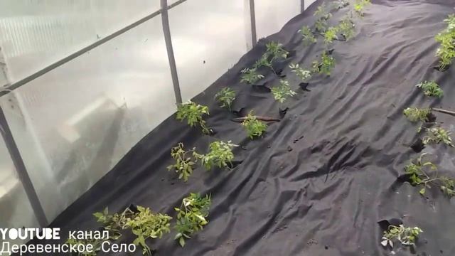 Томаты в теплице))Томаты на чёрное агроволокно - нет прополке!