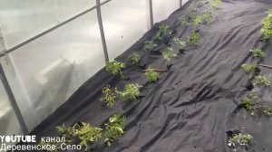 Томаты в теплице))Томаты на чёрное агроволокно - нет прополке!