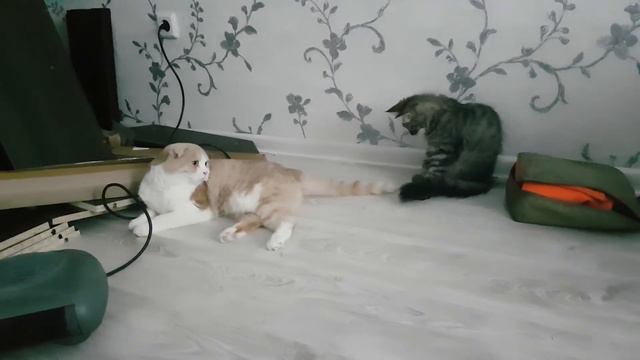 Мейнкун играет с хвостом шотланца смотреть онлайн