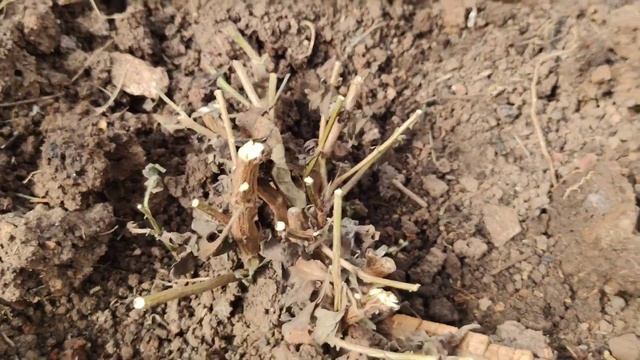 Ура! Хризантемы живы и начинают всходить. Успешная зимовка 2021 смотреть онлайн