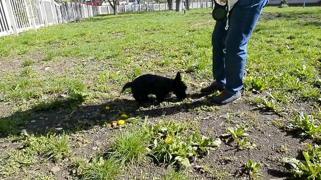 Скотч Терьер. Первая прогулка Тобби смотреть онлайн