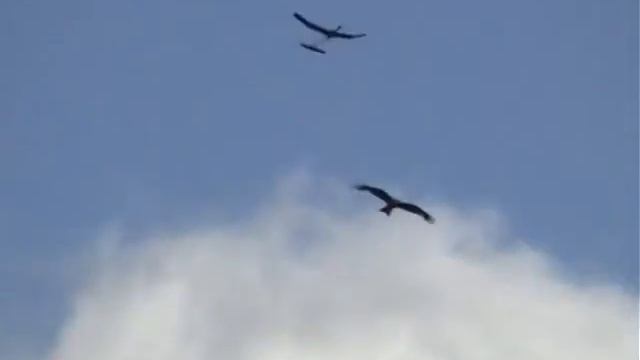 Big Eagle (Milvus) Bird And RC Plane Flying Together смотреть онлайн